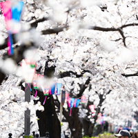 花見の季節がやってきた桜並木と赤い灯篭の夜桜の写真