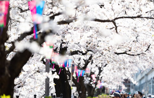 花見の季節がやってきた桜並木と赤い灯篭の夜桜