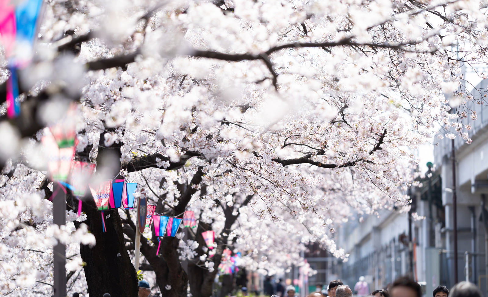 大岡川桜まつりの満開の桜並木とカラフルなぼんぼり