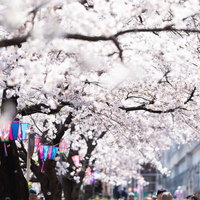 満開の桜並木と灯篭が彩る大岡川桜まつりの夜桜風景の写真