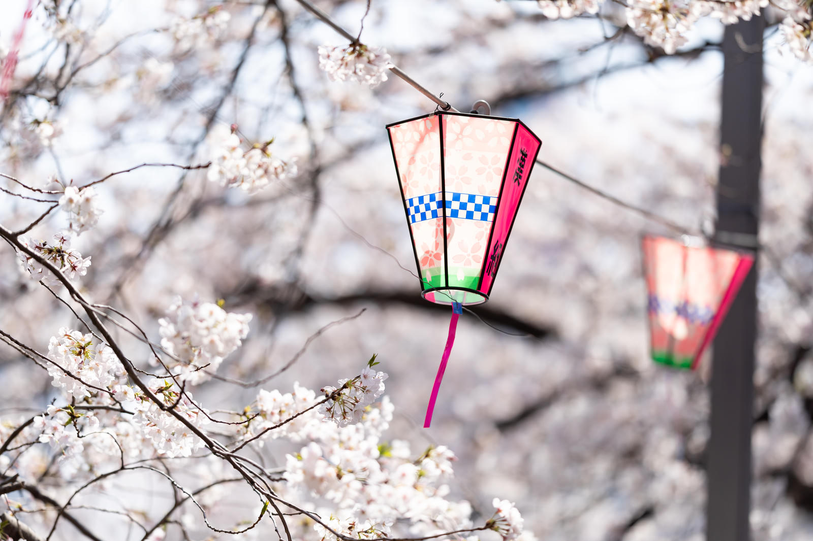 大岡川桜まつりで満開の桜の枝に吊り下げられた赤い縁取りのぼんぼり