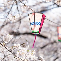 大岡川桜まつりの桜並木と灯篭（神奈川県）の写真