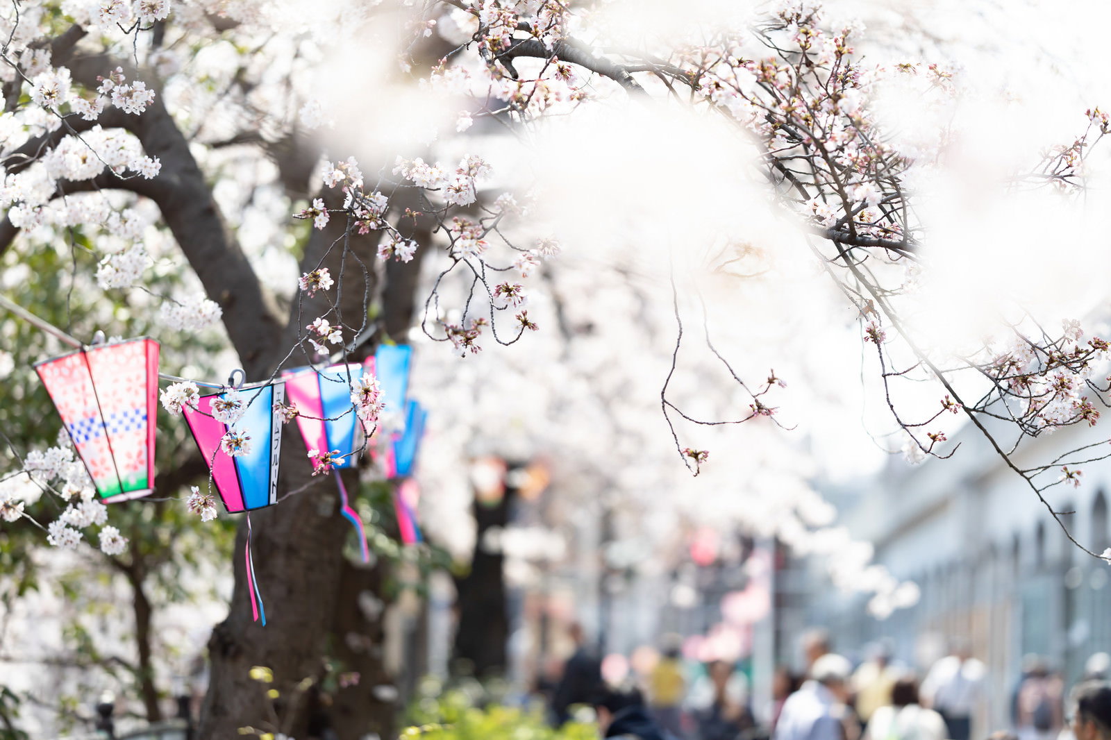 大岡川桜まつりの風景、桜並木に吊るされたカラフルなぼんぼりと風に揺れる桜の花