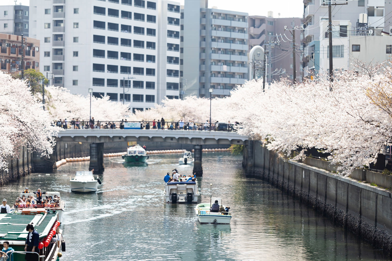 大岡川桜まつりで満開の桜を楽しむ屋形船のお花見クルーズ