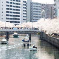 大岡川の満開の桜を眺める屋形船（大岡川桜まつり）の写真