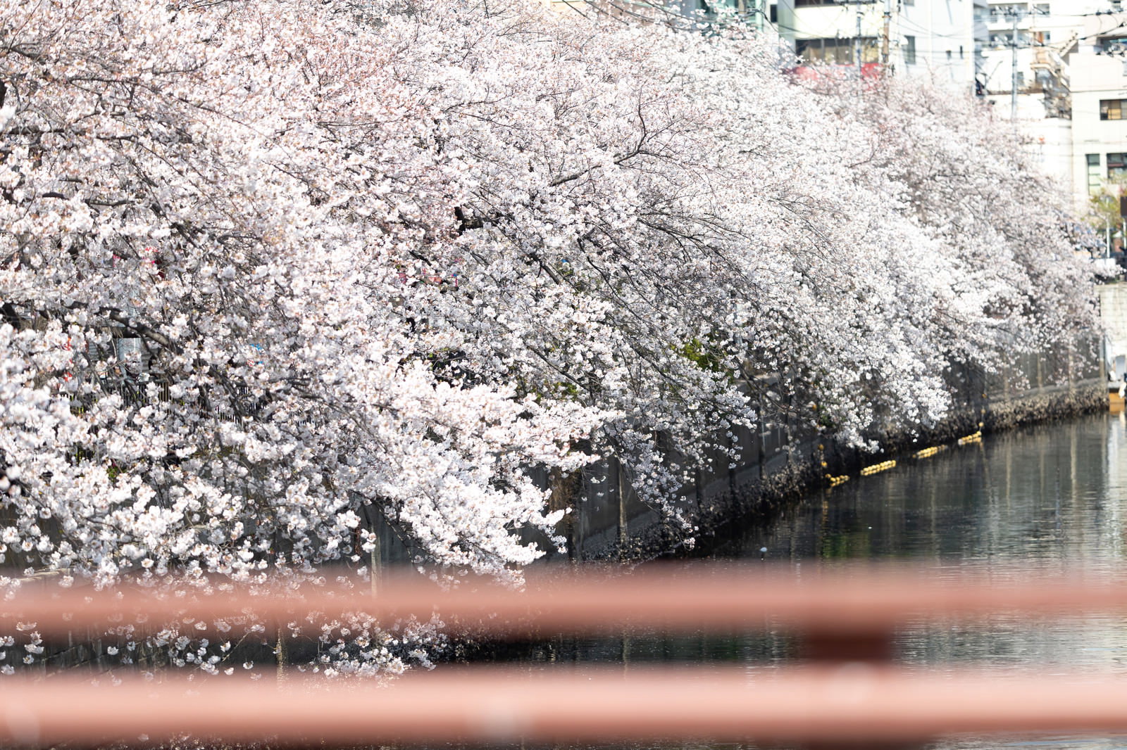 大岡川沿いに咲く満開の桜並木と川面の風景
