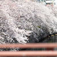 大岡川沿いに咲き誇る満開の桜並木（神奈川県）の写真