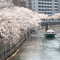 大岡川沿いに咲く満開の桜並木と屋形船（神奈川県）の写真