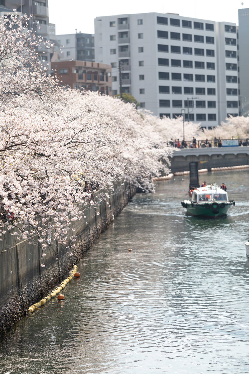 大岡川沿いの満開の桜並木と屋形船