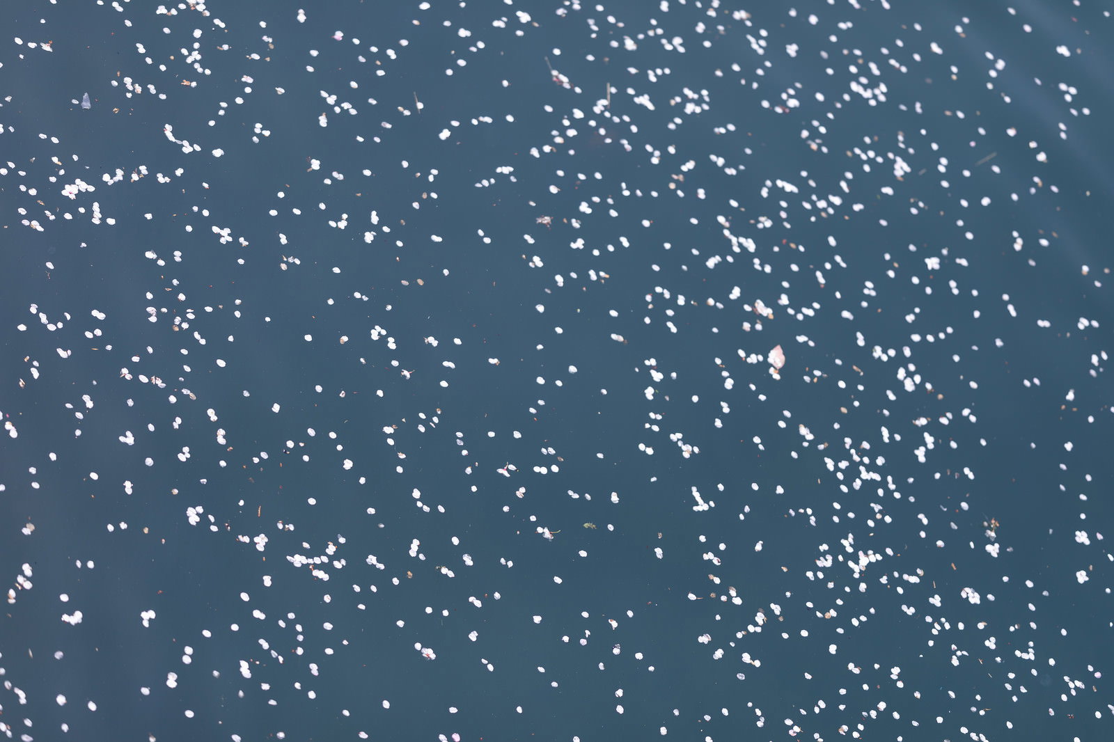 青い水面に薄ピンク色の桜の花びらが散らばって浮いている