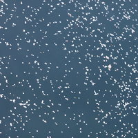 青い水面に浮かぶ桜の花びら - 春の散花の写真