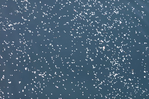 青い水面に浮かぶ桜の花びら - 春の散花