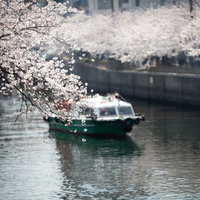 満開の桜並木が咲く大岡川を下る緑色の屋形船の写真