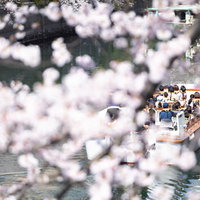 満開の桜越しに見る屋形船が川を進む（大岡川桜まつり）の写真