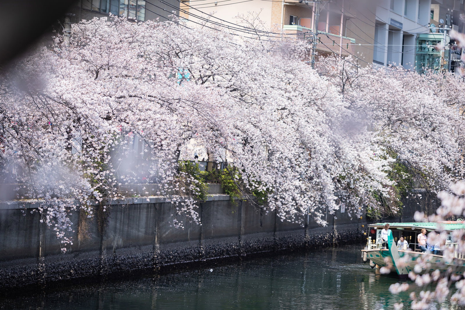 大岡川沿いに咲く満開の桜並木と花見クルーズを楽しむ屋形船