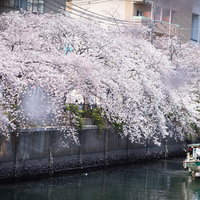 大岡川沿いの満開の桜並木と花見クルーズ中の屋形船の写真