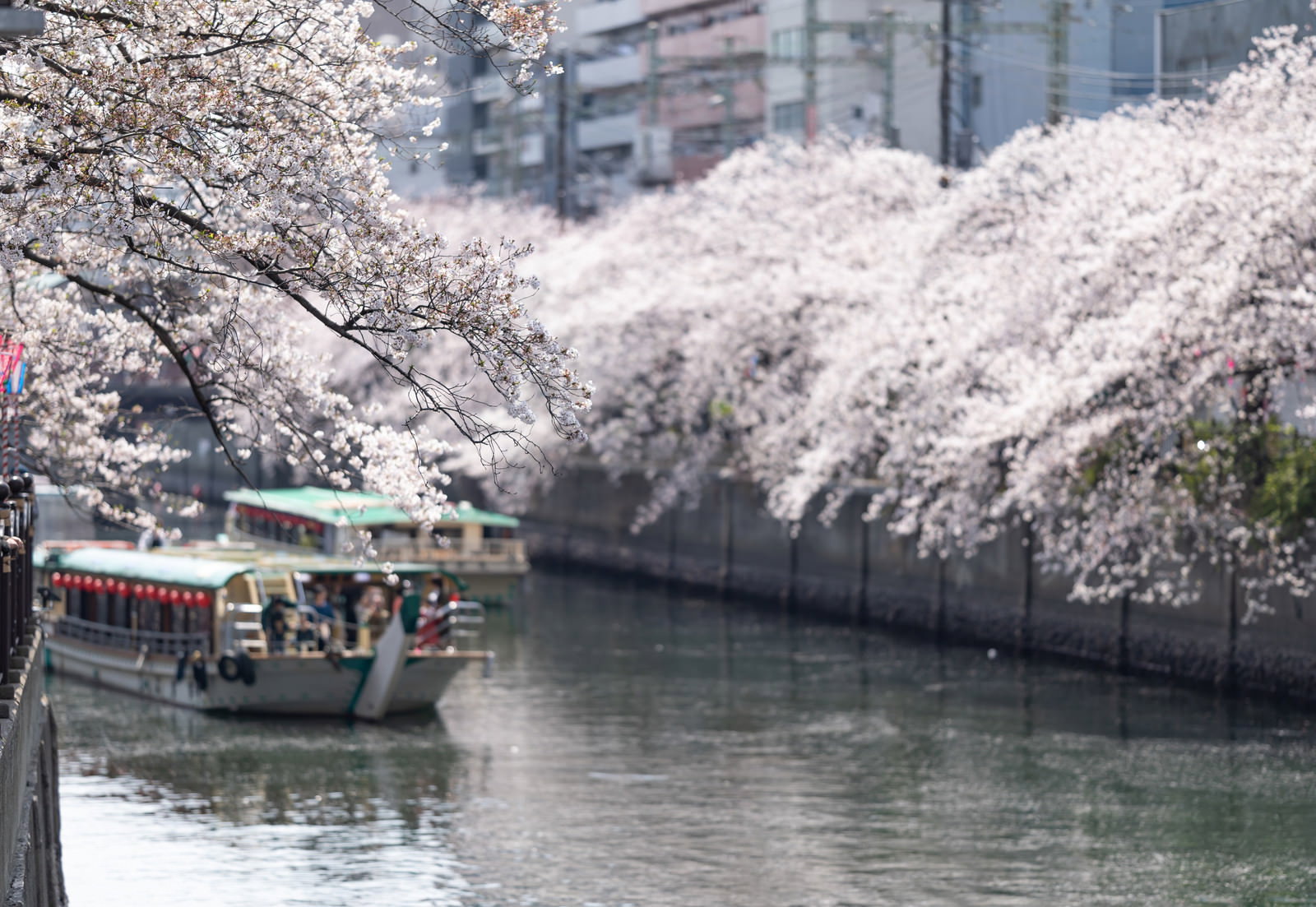 大岡川で満開の桜並木の間を進む屋形船の風景