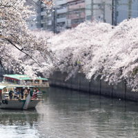 大岡川沿いの満開の桜と屋形船が浮かぶ春景色（神奈川県）の写真