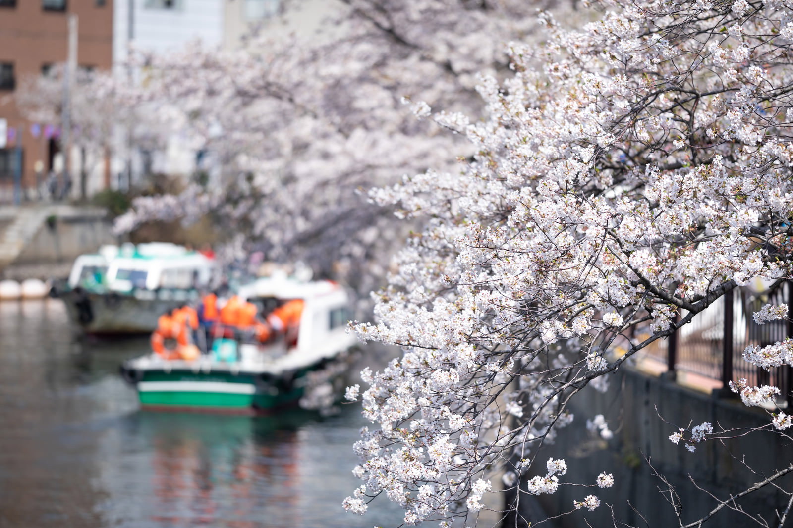 大岡川沿いに満開の桜並木が咲き誇り、屋形船が川を進む春の風景