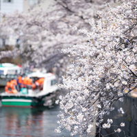 大岡川沿いの満開桜並木とお花見屋形船（大岡川桜まつり）の写真