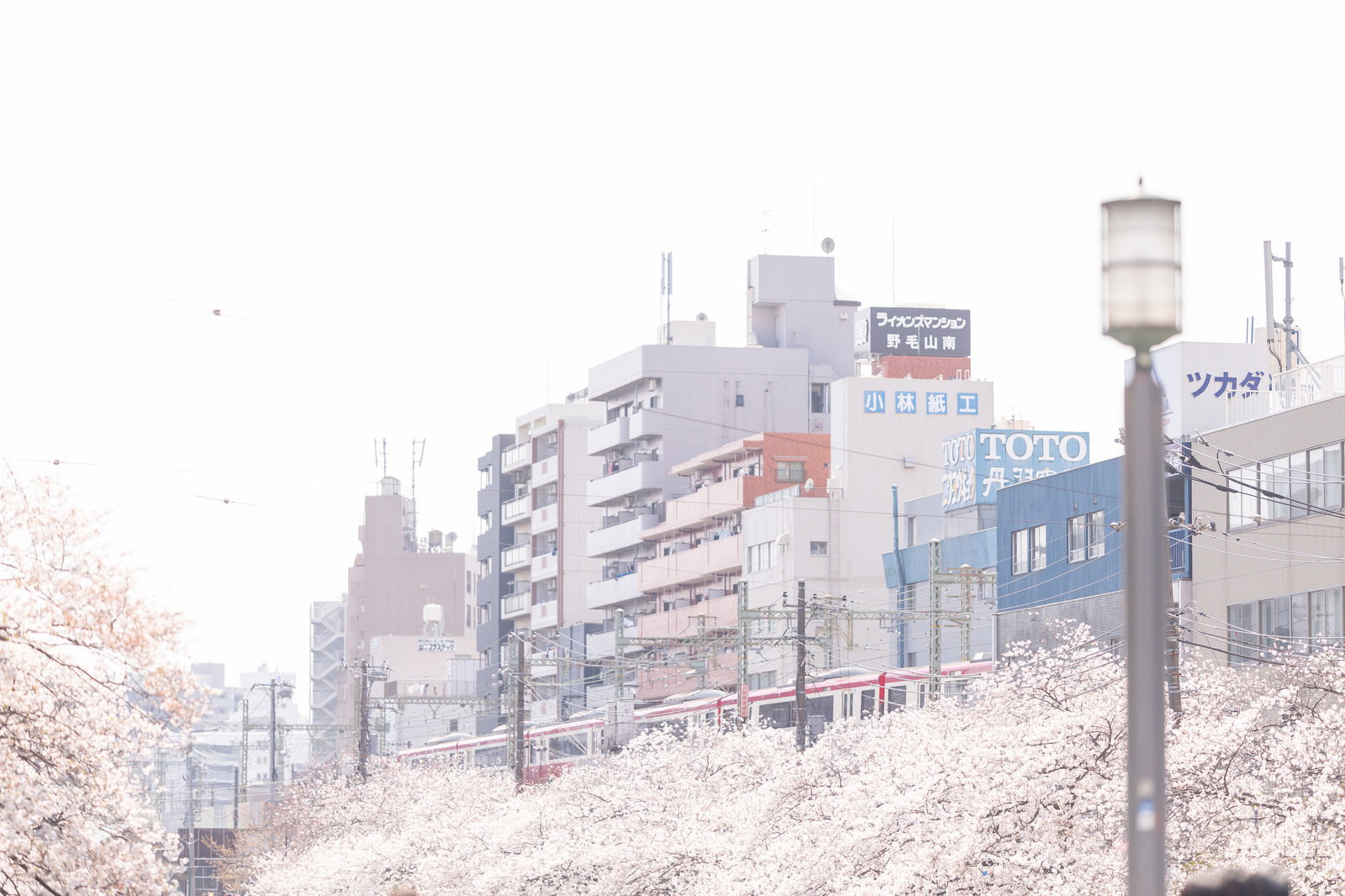 桜並木沿いを走る京急電車と背景の街並みを捉えた写真