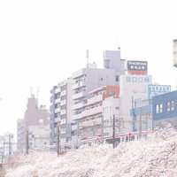 春の桜並木沿いを走る京急電車と街並みの写真