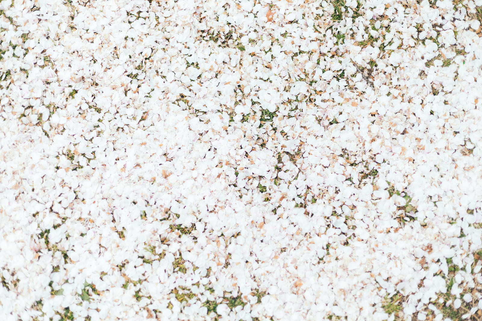地面に散らばった桜の花びらが絨毯のように敷き詰められている様子