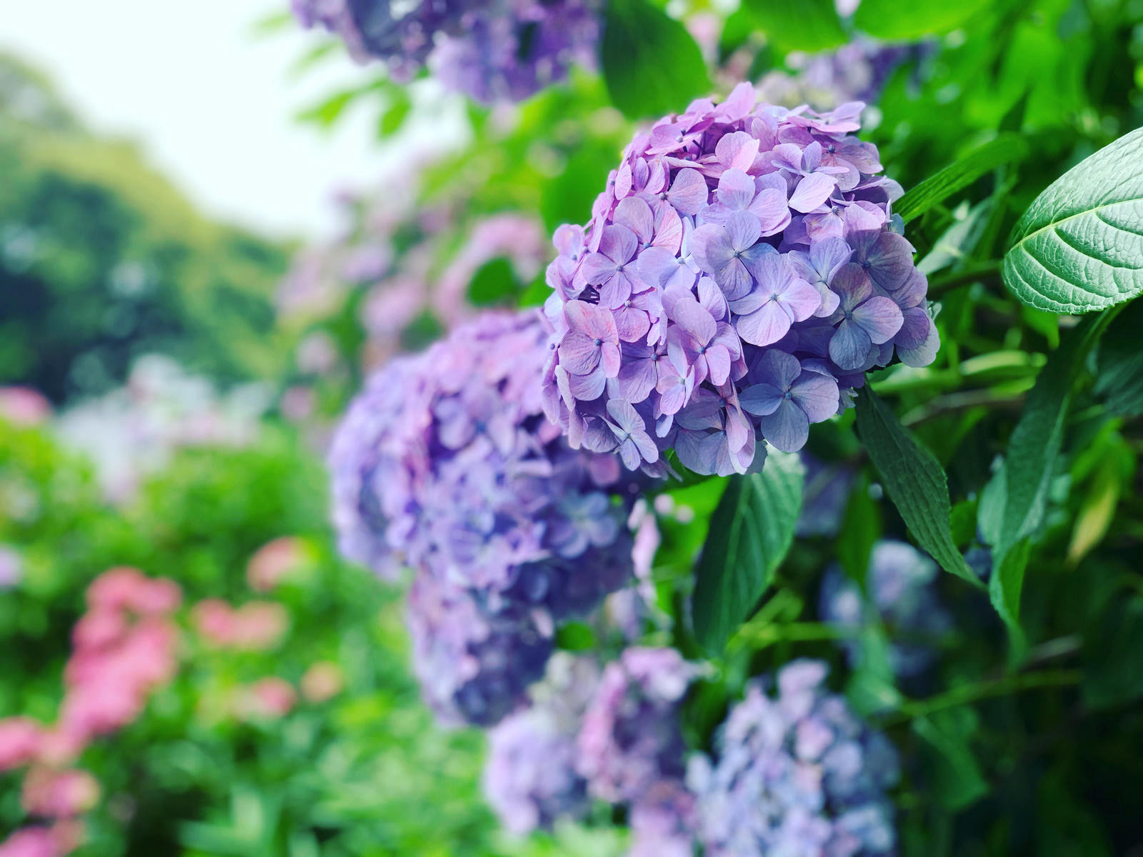 梅雨の季節に咲く紫色と青色の紫陽花の花