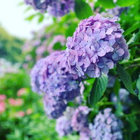 梅雨を知らせる紫陽花の花。青紫色に咲く初夏の庭園風景の写真