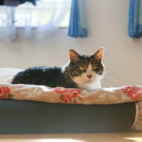 白い布団の上で日向ぼっこをするキジトラ猫の写真