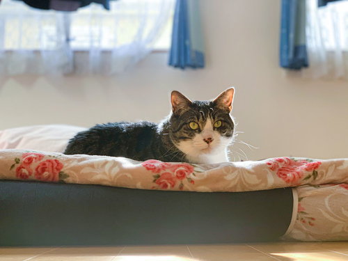 白い布団の上で日向ぼっこをするキジトラ猫