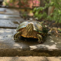 石畳をゆっくり歩く亀の散歩風景の写真