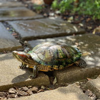 石畳を歩く大きな亀のゆっくりとした歩みと自然な生態の写真