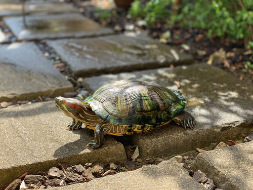 石畳を歩く大きな亀のゆっくりとした歩みと自然な生態