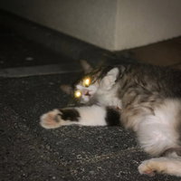 夜の地面に横たわる目が光る猫の写真