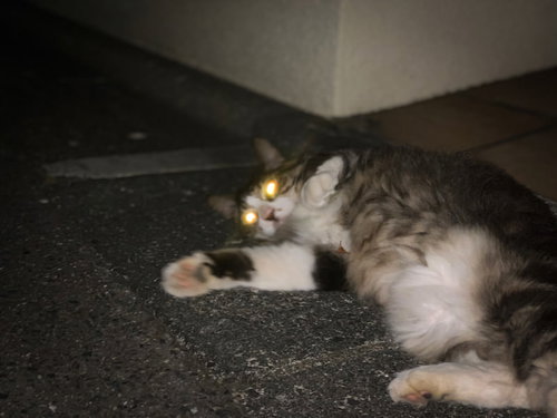 夜の地面に横たわる目が光る猫