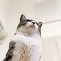 もふもふな猫が上を見つめるの写真
