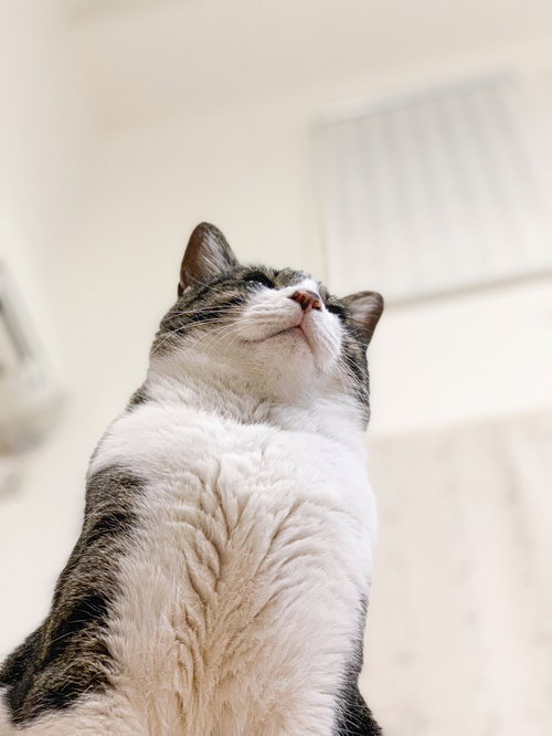 もふもふな猫が上を見つめる