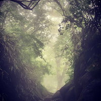 樹海の秘境へ続く薄暗い小道を歩む深い森の林道の写真