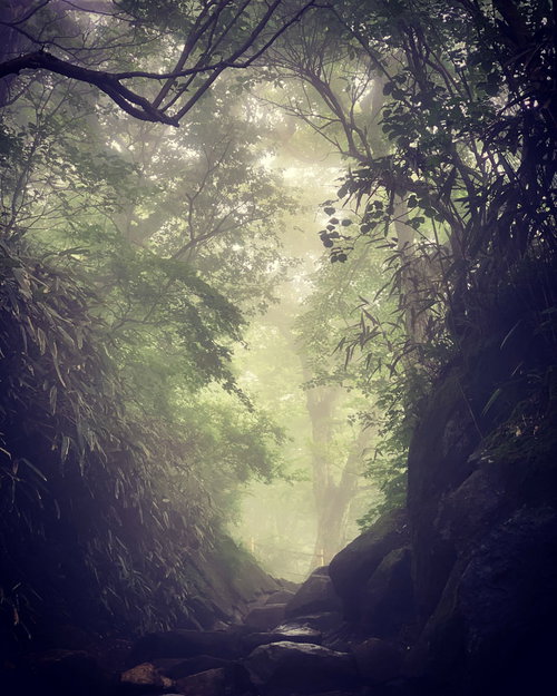 樹海の秘境へ続く薄暗い小道を歩む深い森の林道
