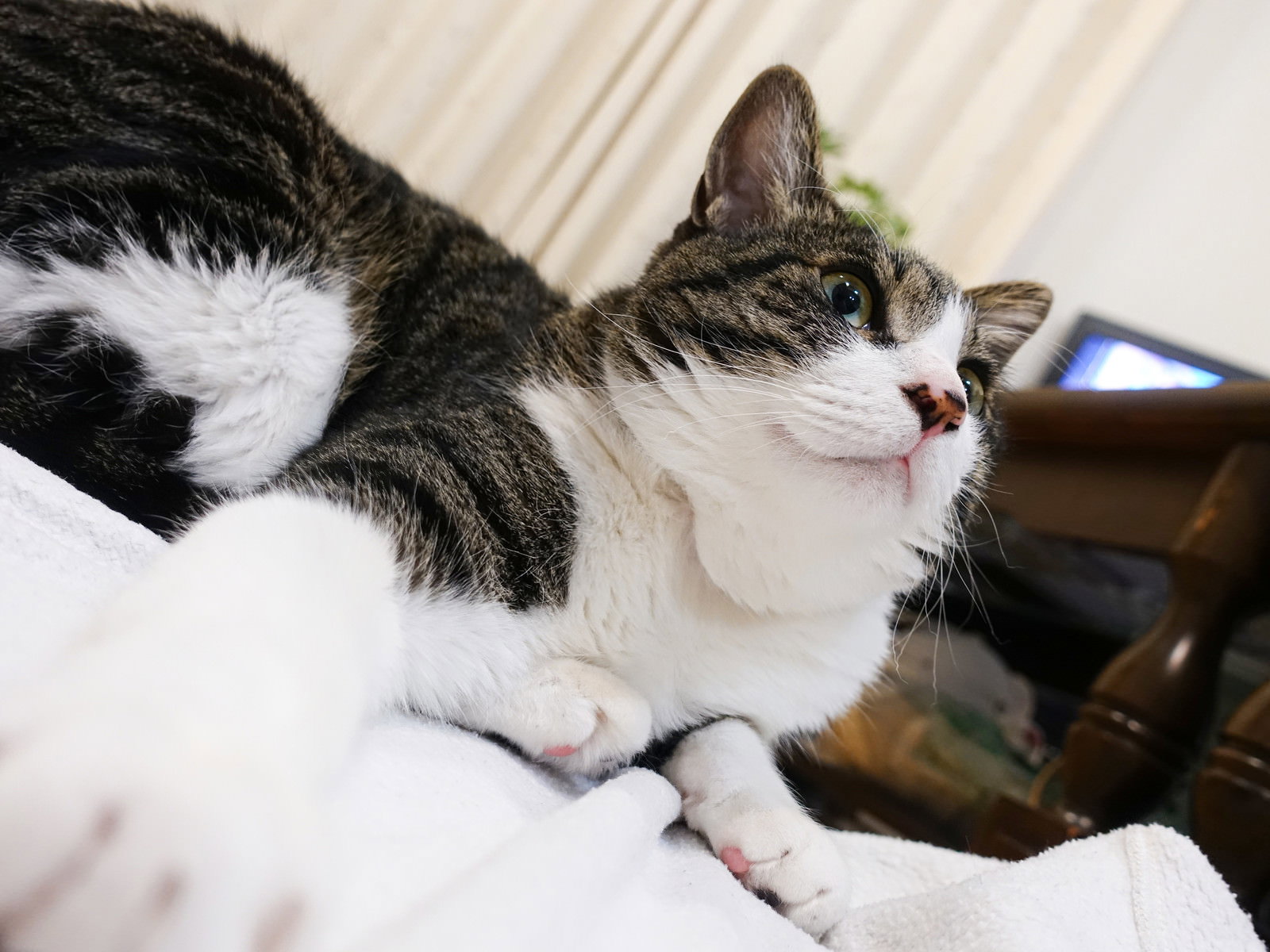 室内で上を見上げる白とキジトラの猫