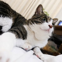 室内でくつろぎながら見上げた猫ちゃんの愛らしい表情の写真