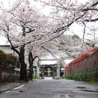 桜並木の寺院参道（雨上がり）の写真