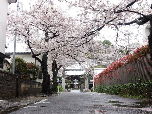 桜並木の寺院参道（雨上がり）