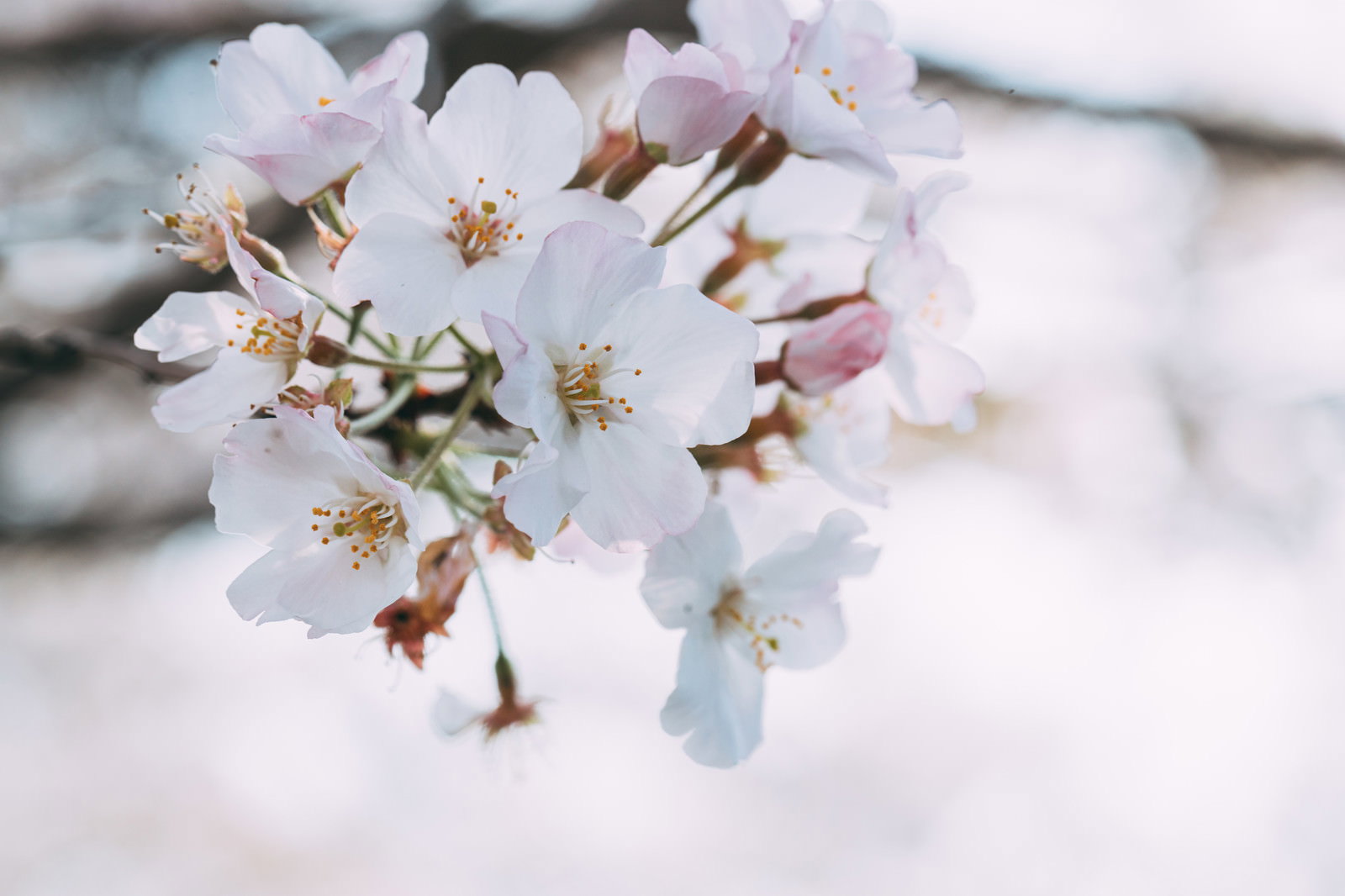 満開に咲く淡いピンクと白の桜の花びら