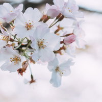 淡いピンクと白に染まる桜の花開く春景色の写真