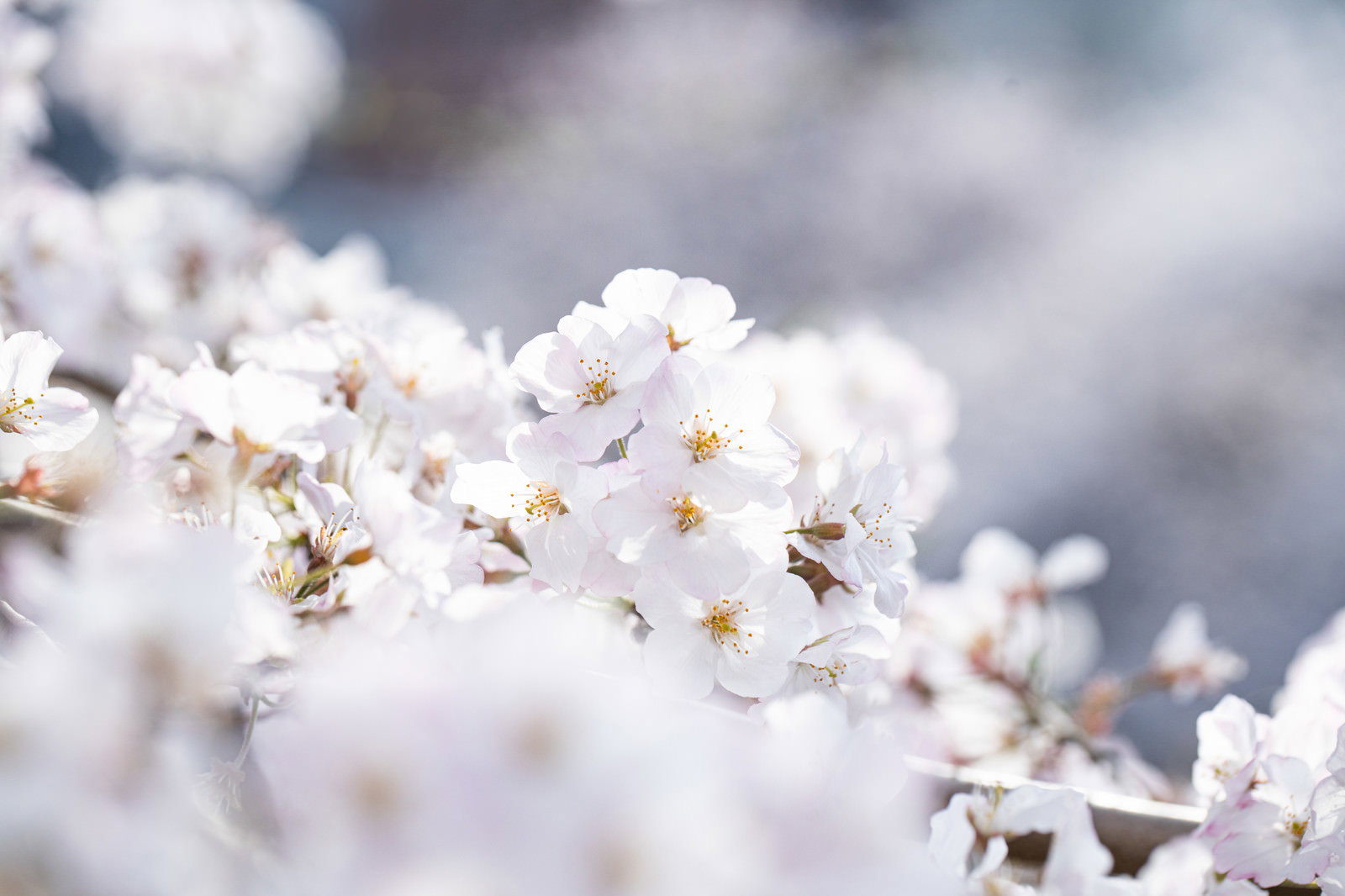 満開に咲く白やピンクの桜の花びらが密集している様子