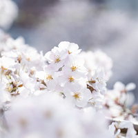 春の訪れ、桜咲く満開の花、白くピンク色に染まる季節感の写真