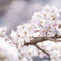 満開の桜が咲く枝 淡いピンク色の春の花 背景ぼかしの写真