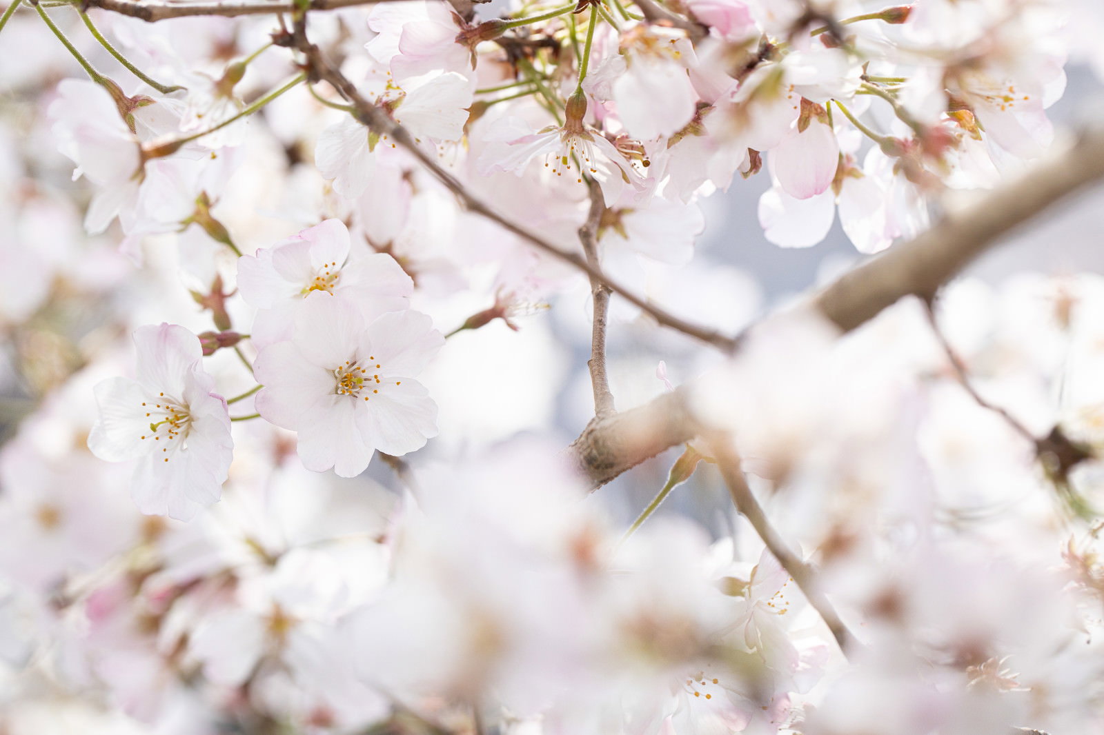 薄いピンクの花びらが満開に咲く桜の枝